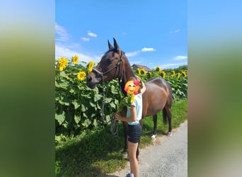 MN Räubertochter