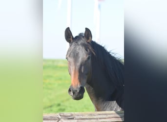 Mare 3 years