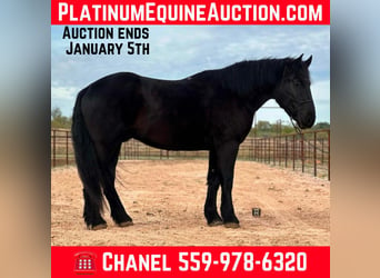 Percheron, Wallach, 4 Jahre, Rappe, in Jacksboro TX,