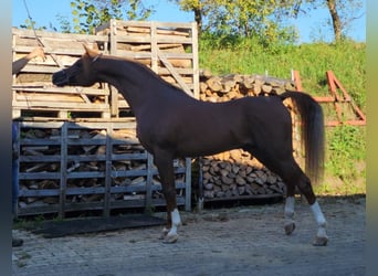 Arabian horses, Stallion, Chestnut-Red, in Ustersbach,