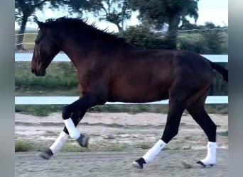 PRE Mix, Hengst, 4 Jaar, 167 cm, Roodbruin, in MADRID,