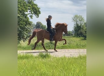 Icelandic Horse, Mare, 9 years, 13.3 hh, Chestnut-Red, in Lehmkuhlen,