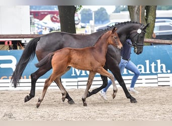 Oldenbourg, Jument, Poulain (04/2024), Bai, in Damme,