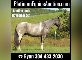 Friesian horses, Gelding, 6 years, 15 hh, Roan-Blue, in Baker WV,
