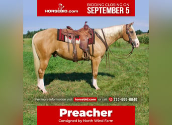 American Quarter Horse Mix, Gelding, 15 years, 15.2 hh, Palomino, in Millersburg, OH,