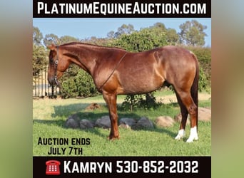 American Quarter Horse, Wallach, 7 Jahre, 152 cm, Roan-Red, in Pleasant Grove CA,
