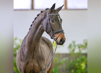 Gelding 4 years