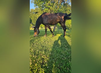 Selle Français, Hongre, 5 Ans, 172 cm, Bai brun foncé, in Basancon