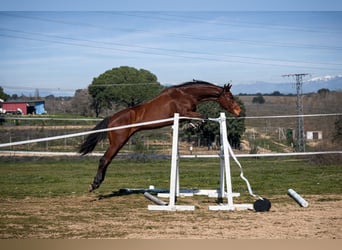 Anglo árabe, Caballo castrado, 4 años, 165 cm, Castaño, in Villaviciosa De Odon