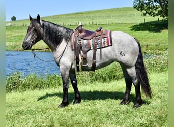 Percheron Mix, Stute, 5 Jahre, 165 cm, Roan-Blue, in Fresno, Oh
