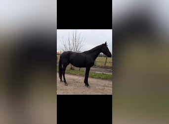 Duits sportpaard, Merrie, 3 Jaar, 172 cm, Zwart, in Libbesdorf