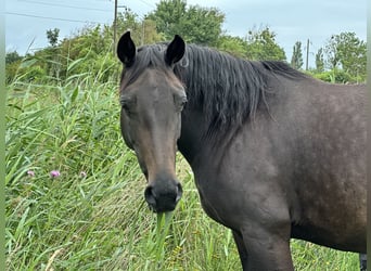 Mare 8 years