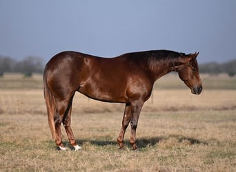 American Quarter Horse, Stute, 3 Jahre, 145 cm, Rotfuchs, in Waco