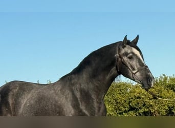 PRE Mix, Gelding, 2 years, 15,2 hh, Gray-Dark-Tan, in Martfeld,