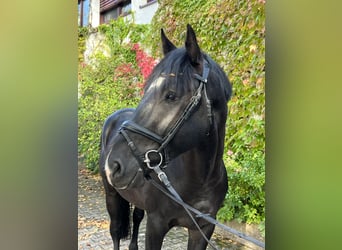 Belgisch Warmbloed, Hengst, 4 Jaar, 170 cm, Donkerbruin, in Horb am Neckar,