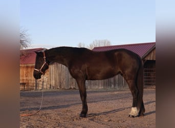 Quarter Pony, Stute, 5 Jahre, 142 cm, Rappe, in Fort Collins,