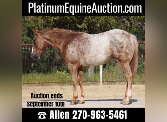 American Quarter Horse, Wallach, 6 Jahre, 150 cm, Roan-Red, in Breckenridge, TX,