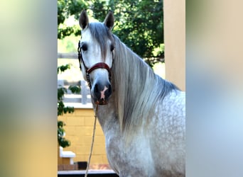 PRE, Stallion, 5 years, 16 hh, Gray-Dapple, in Sagunt/Sagunto,