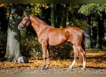 Weitere Warmblüter, Hengst, 2 Jahre, 165 cm, Fuchs, in Poznań,