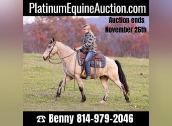 Kentucky Mountain Saddle Horse, Gelding, 12 years, Buckskin, in Everett, PA,