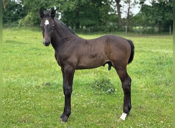Hengst 