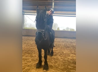 Reiterin sucht Pferd