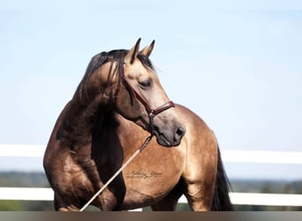 PRE, Stallion, 6 years, 16.1 hh, Buckskin, in Ourense,