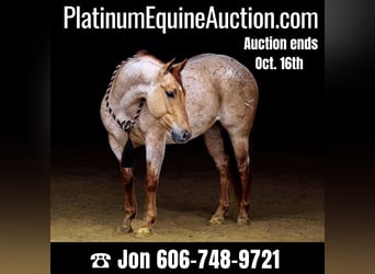 Quarter horse américain, Hongre, 7 Ans, 147 cm, Rouan Rouge, in Brooksville, KY,