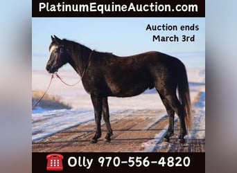 American Quarter Horse, Ruin, 5 Jaar, 147 cm, Schimmel, in Nunn CO,