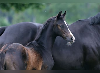 Oldenburg, Stallion, Foal (04/2023), Smoky-Black, in Werlte,