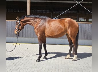 German Sport Horse, Gelding, 3 years, 17.1 hh, Brown, in Neupotz,