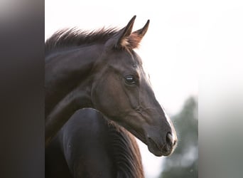 Hanoverian, Mare, 1 year, Black, in Priestewitz,