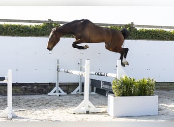 Studbook européen anglo, Jument, 3 Ans, 156 cm, Bai, in Waddinxveen,