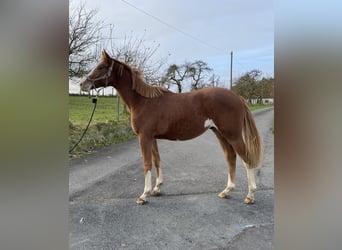 Trakehner, Stallion, 2 years, 16 hh, Chestnut-Red, in Emmerthal,