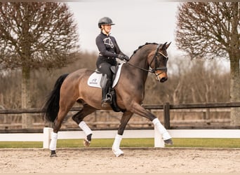 Westfale, Wallach, 7 Jahre, 170 cm, Brauner, in Egtved