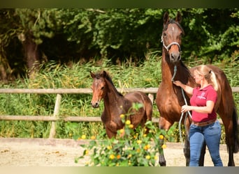 Holstein, Stallion, Foal (04/2024), Brown, in Wohrden,