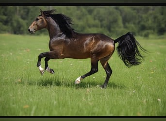 Lusitanos, Caballo castrado, 5 años, 156 cm, Buckskin/Bayo, in Krumbach