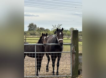 German Riding Pony, Stallion, Foal (06/2024), Brown, in Dormagen,