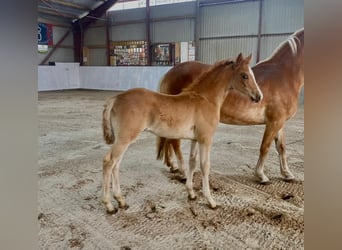 Haflinger Mix, Stallion, Foal (04/2024), Chestnut-Red, in Rhinow,