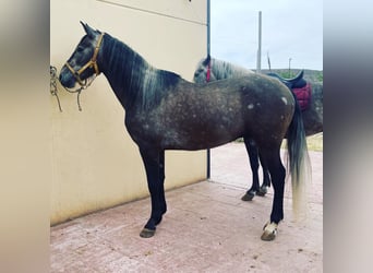 PRE Mix, Gelding, 6 years, 15.1 hh, Gray-Red-Tan, in Mijas,