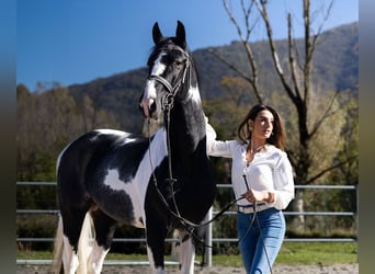 KWPN, Stallone, 3 Anni, 170 cm, in Boccaleone