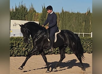 Andalusian, Stallion, 8 years, 16.1 hh, Black, in Cheste,