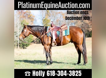 Quarter horse américain, Hongre, 5 Ans, 152 cm, Bai cerise, in Greenville, KY,