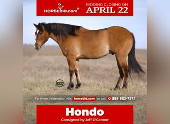 Quarter horse américain, Hongre, 5 Ans, 155 cm, Isabelle, in Canyon, TX,