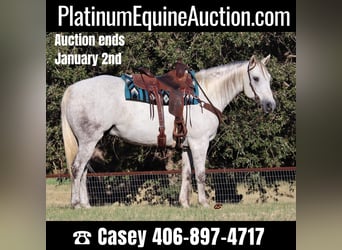 American Quarter Horse, Wallach, 10 Jahre, 160 cm, Schimmel, in Jacksboro TX,