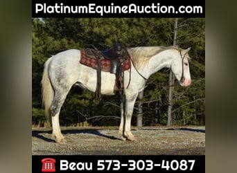 American Quarter Horse, Wallach, 7 Jahre, Tobiano-alle-Farben, in Sweet Springs MO,