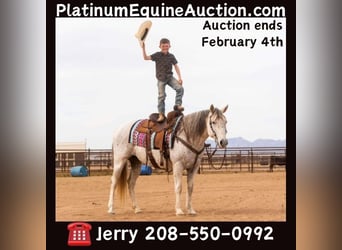 American Quarter Horse, Gelding, 13 years, 14.3 hh, Gray, in Wickenburg AZ,