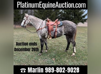 American Quarter Horse, Gelding, 6 years, 15 hh, Gray-Dapple, in Rosebush MI,