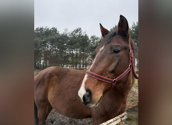 Caballo deportivo polaco, Semental, 6 años, 160 cm, Castaño, in Włoszczowa