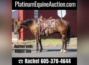 American Quarter Horse, Gelding, 12 years, 13.3 hh, Bay, in Rusk TX,
